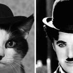 Ünlülere Benzeyen Kediler