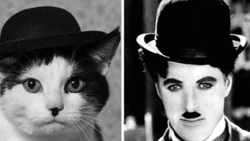 Ünlülere Benzeyen Kediler