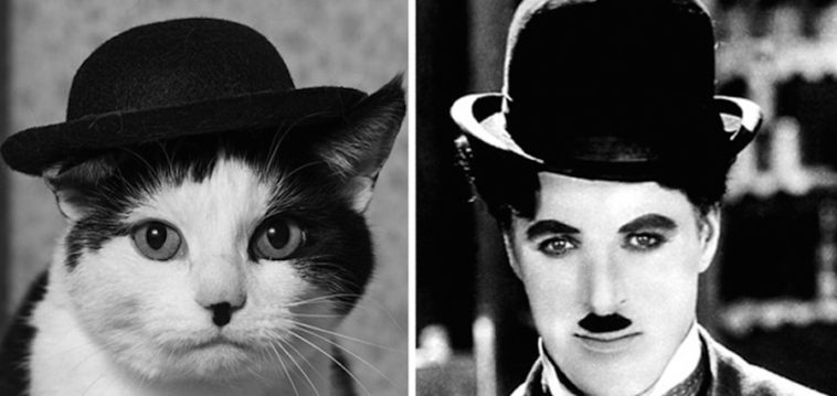 Ünlülere Benzeyen Kediler