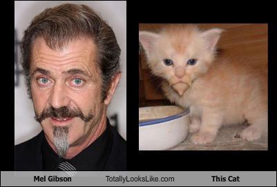 unlulere-benzeyen-kediler-1