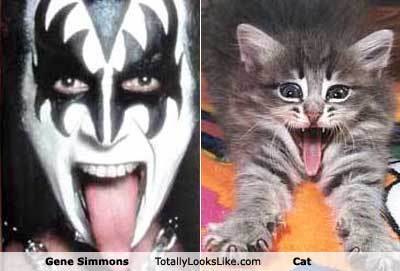 unlulere-benzeyen-kediler-11