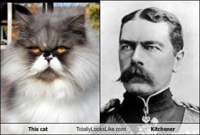 unlulere-benzeyen-kediler-13