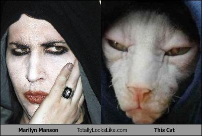 unlulere-benzeyen-kediler-17