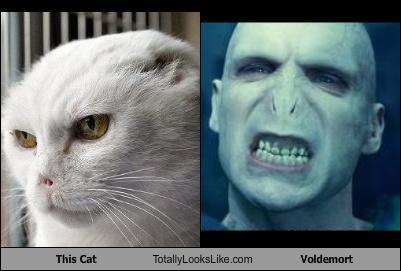 unlulere-benzeyen-kediler-18