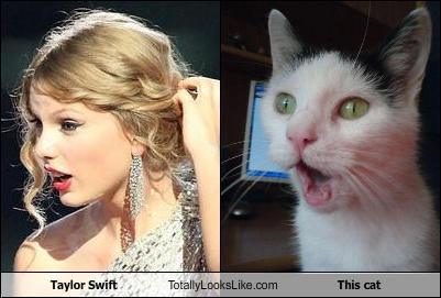 unlulere-benzeyen-kediler-2