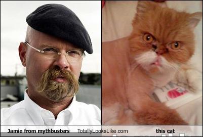 unlulere-benzeyen-kediler-3