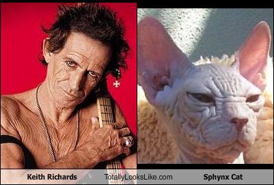 unlulere-benzeyen-kediler-5