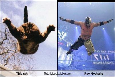 unlulere-benzeyen-kediler-6