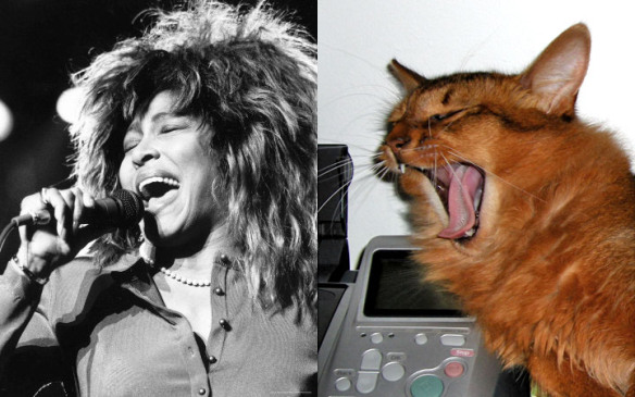 unlulere-benzeyen-kediler-7