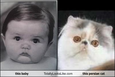 unlulere-benzeyen-kediler-8