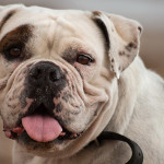 Amerikan Bulldog Özellikleri