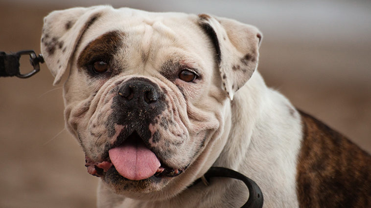 Amerikan Bulldog Özellikleri