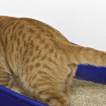 Kedi İdrar Kokusu Nasıl Engellenir?