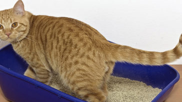 Kedi İdrar Kokusu Nasıl Engellenir?