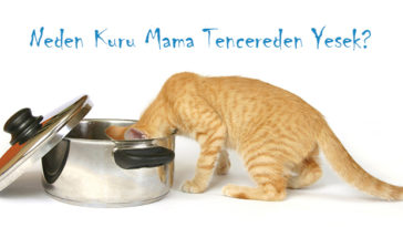 Kedi Maması Köpek Maması