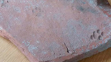 2000 Yıllık Kedi Patisi