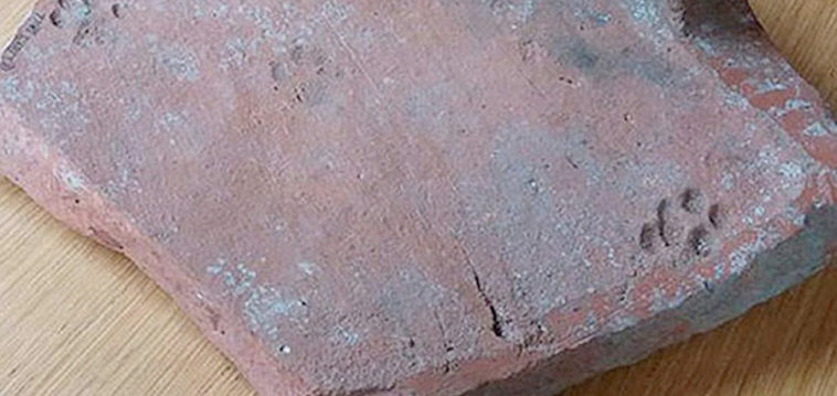 2000 Yıllık Kedi Patisi