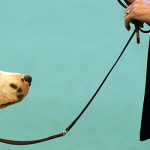 Köpek eğitim Merkezleri
