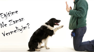 Köpek Eğitimi