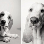 köpek fotoğrafları