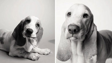 köpek fotoğrafları