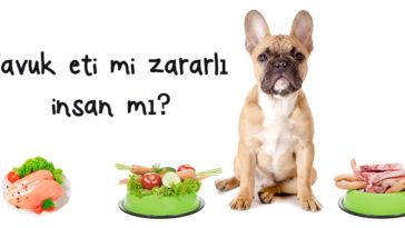 Tavuk Eti Zararlı mı