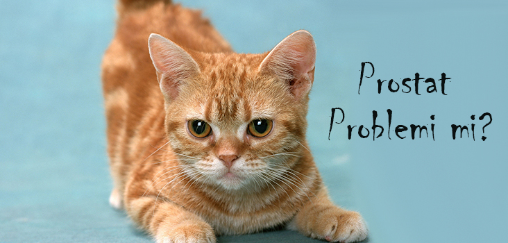 kedilerde prostat köpeklerde prostat