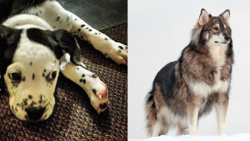 Farklı Irk Köpekler