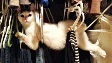 Askıdaki Kediler :)