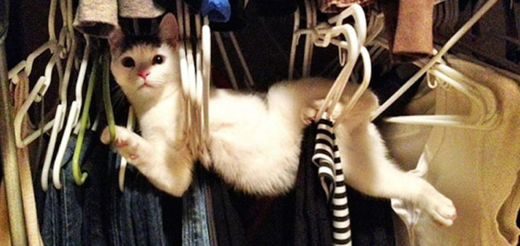 Askıdaki Kediler :)