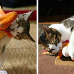 Petler ve Oyuncakları