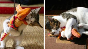 Petler ve Oyuncakları