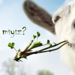 hayvan hakları kurban