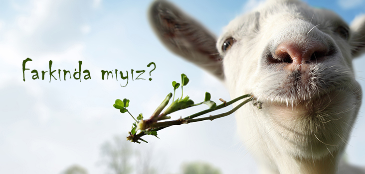 hayvan hakları kurban