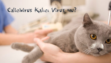 Kedilerde kalisivirus