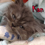 Kedi Kan Kanseri Leukemia