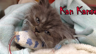 Kedi Kan Kanseri Leukemia