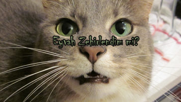 köpeklerde zehirlenme