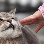 kedi ense tutuş