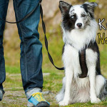 Köpek İtaat Eğiimi