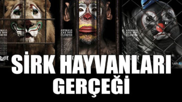 sirk-hayvanlari