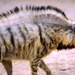 Türkiye'de Vahşi Yaşam