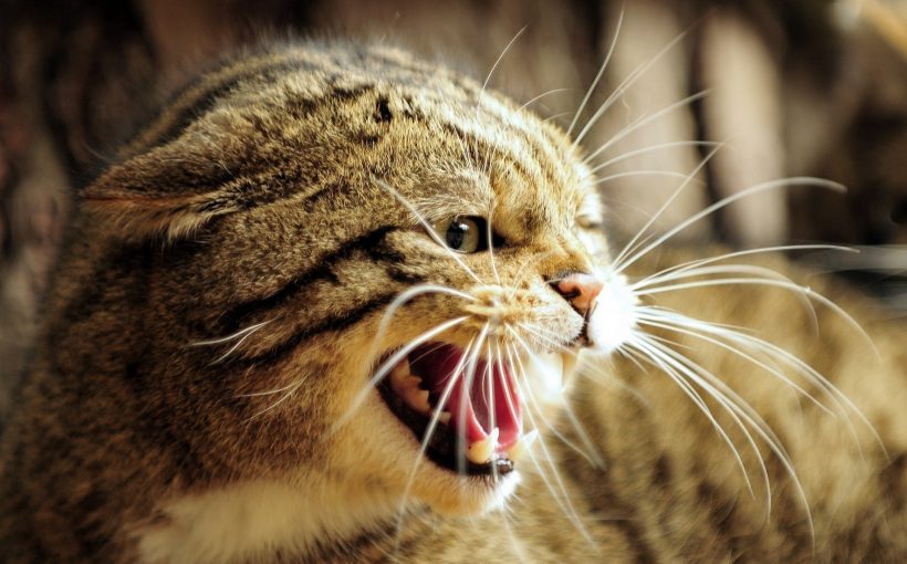agresif-kedi