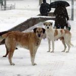 sokak-hayvanlari-en-cok-nerede