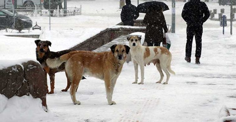 sokak-hayvanlari-en-cok-nerede