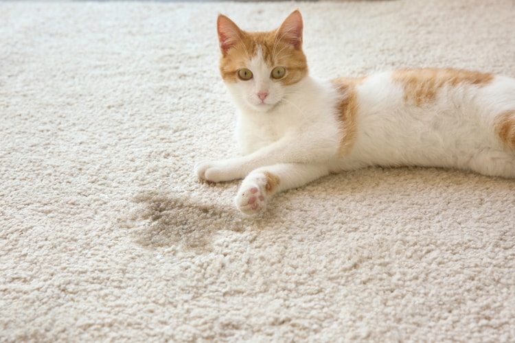 Kedi İdrar Kokusu