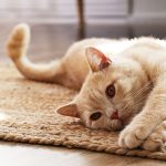 kedi-alirken-dikkat-edilmesi-gerekenler