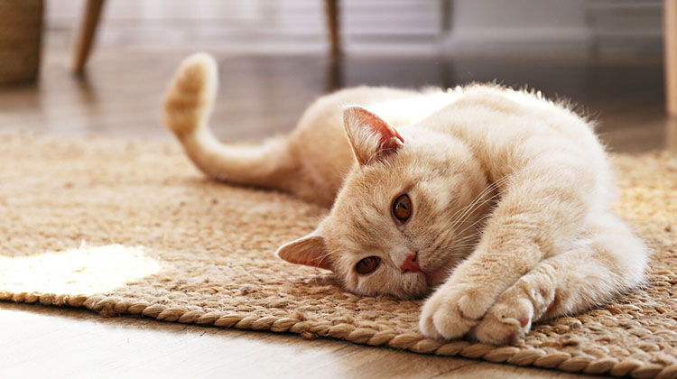 kedi-alirken-dikkat-edilmesi-gerekenler