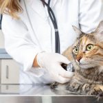 kedilerde-agiz-kokusu-nedenleri