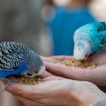 muhabbet-kusu-cinsleri